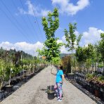 Javor červený (Acer rubrum) ´RED SUNSET´® - výška 300-320 cm, obvod kmeňa  6/8 cm, kont. C18L